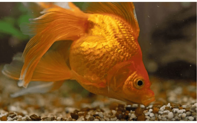 Can Goldfish Eat Tropical Fish Food: Essential Guide