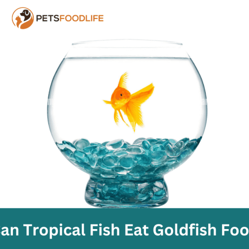 Can Tropical Fish Eat Goldfish Food: Expert Insights & Tips