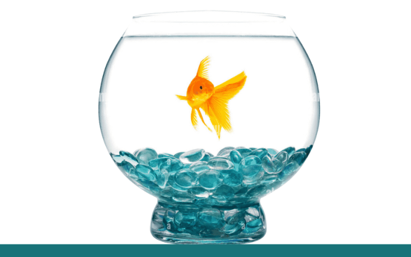 Can Tropical Fish Eat Goldfish Food: Expert Insights & Tips