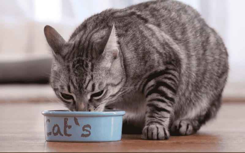 Chicken Free Dry Cat Food: The Best Alternatives for Your Cat