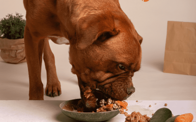 Dog Food with Rice and Lamb: A Nutritional Choice for Your Dog