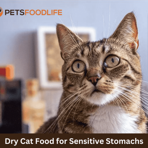 Top-Rated Dry Cat Food for Sensitive Stomachs