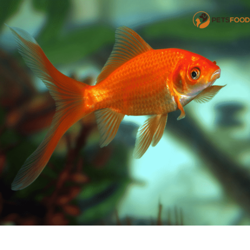 Food Label for Goldfish: Essential Nutritional Insights