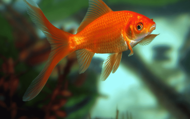 Food Label for Goldfish: Essential Nutritional Insights