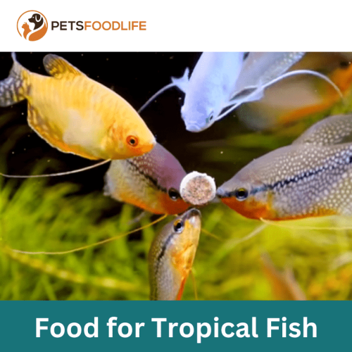 Food for Tropical Fish: Essential Diet Tips for Vibrant Health