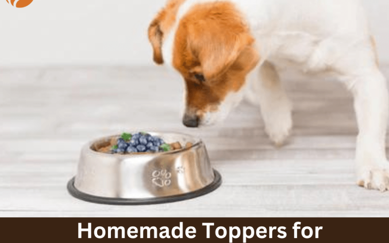 Homemade Toppers for Dog Food: Boost Your Pet’s Nutrition