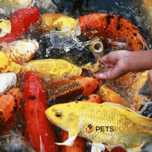 Best Koi Fish Food: For Good Health and Beauty