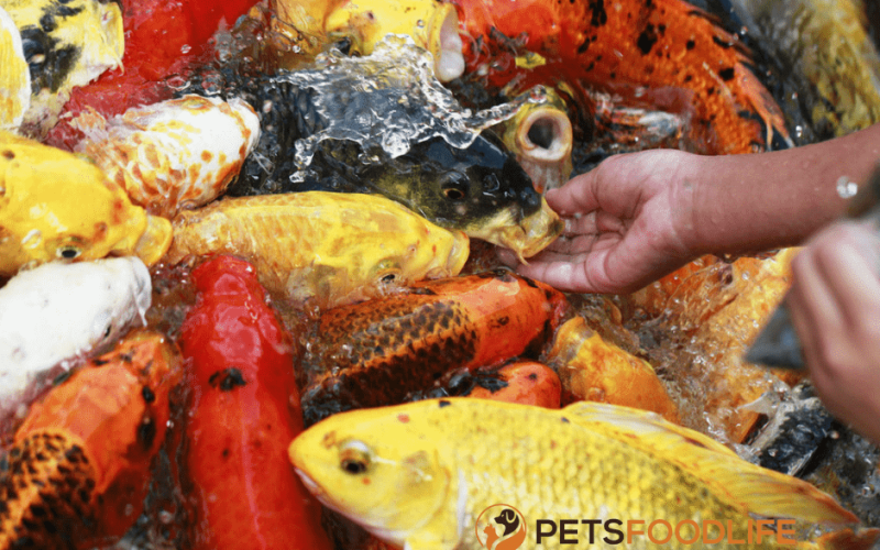 Best Koi Fish Food: For Good Health and Beauty