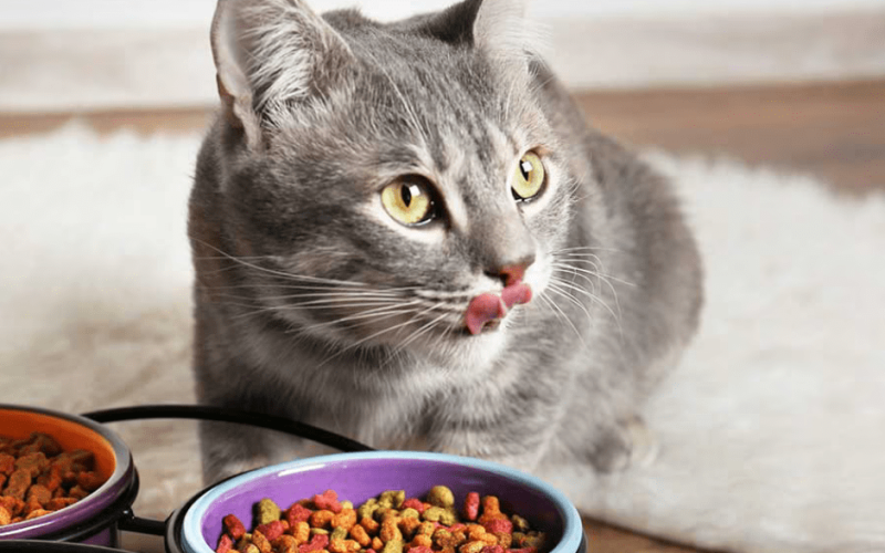 High-Quality Limited Ingredient Wet Cat Food: Premium Nutrition for Cats