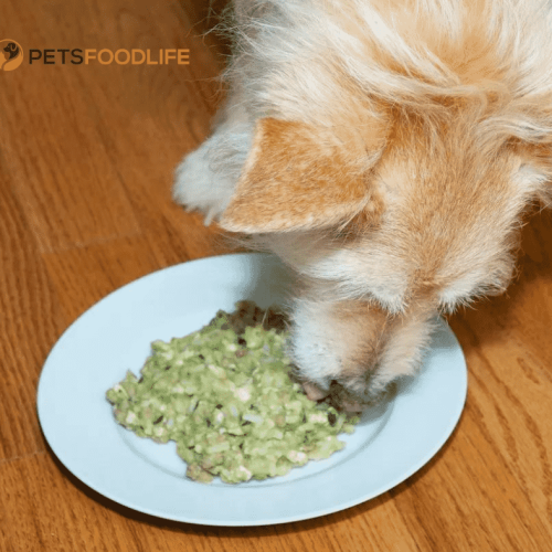 Low Phosphorus Dog Food: Critical for the Health of Your Dog