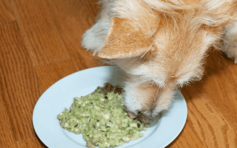 Low Phosphorus Dog Food: Critical for the Health of Your Dog