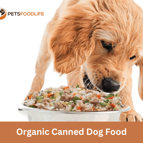 Organic Canned Dog Food: The Healthiest Food For Your Pet