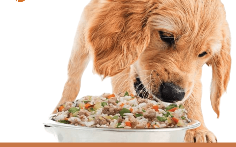 Organic Canned Dog Food: The Healthiest Food For Your Pet