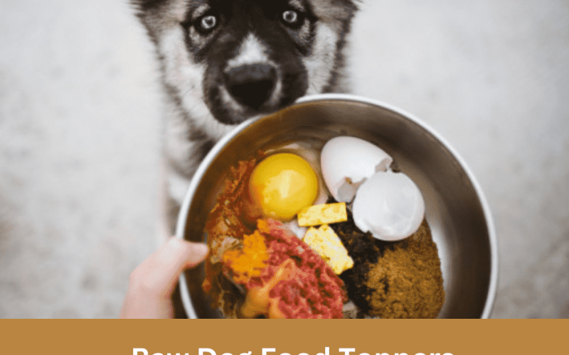 Raw Dog Food Toppers: Enhancing Your Dog’s Nutrition