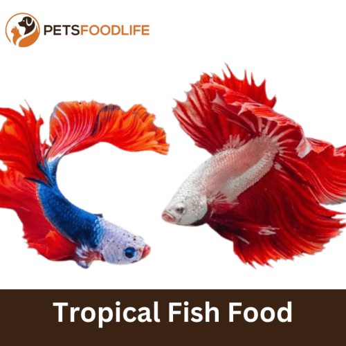 Tropical Fish Food: A List of Fascinating and Nutritive Fish