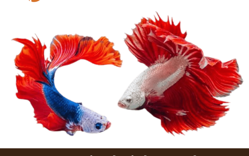 Tropical Fish Food: A List of Fascinating and Nutritive Fish