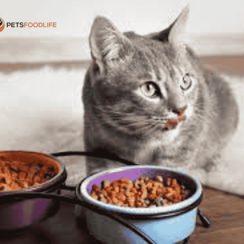 Best Cat Dry Food: A Comprehensive Guide for Your Feline’s Health