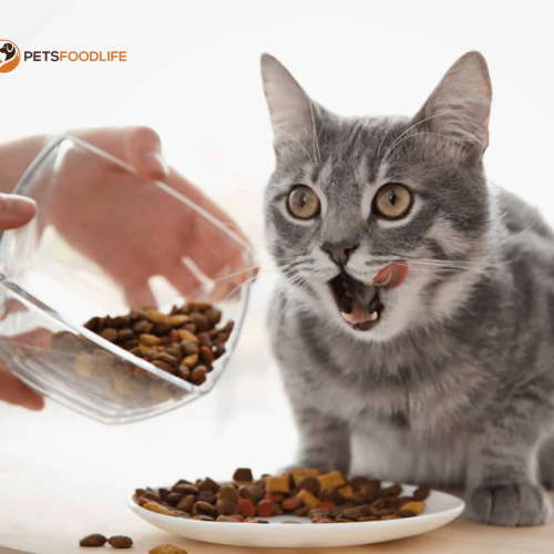 Best Cat Food for Allergies – Cat Allergy Treatment through Food