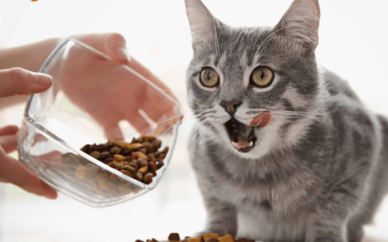 Best Cat Food for Allergies – Cat Allergy Treatment through Food