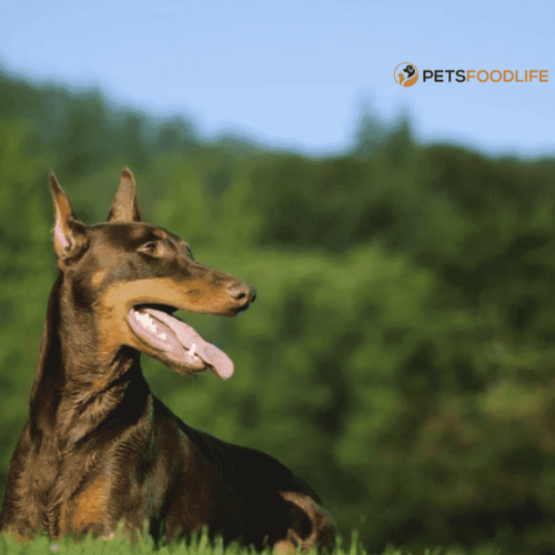 Best Dog Food for Dobermans: Top Nutrition Choices for Your Dog