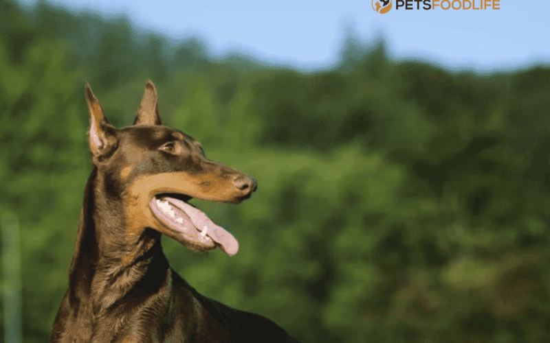 Best Dog Food for Dobermans: Top Nutrition Choices for Your Dog