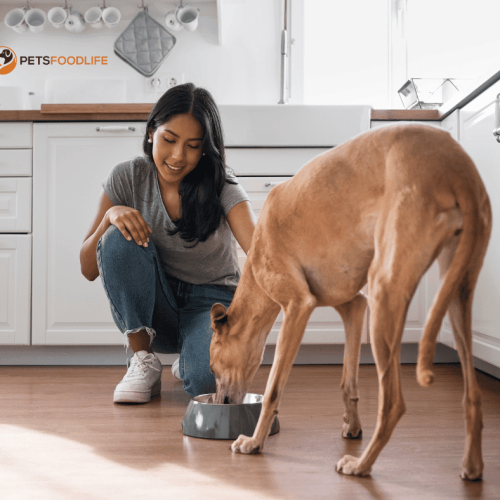 Best Dog Food for Dogs with Muscle Problems: A Comprehensive Guide