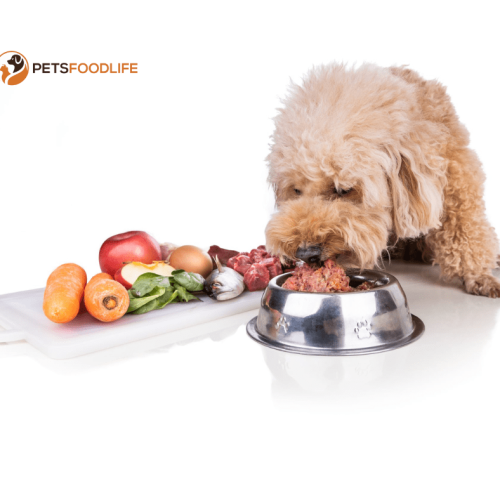 Best Dog Food for Gassy Dogs: A Complete Guide to Keep Your Pup Comfortable 