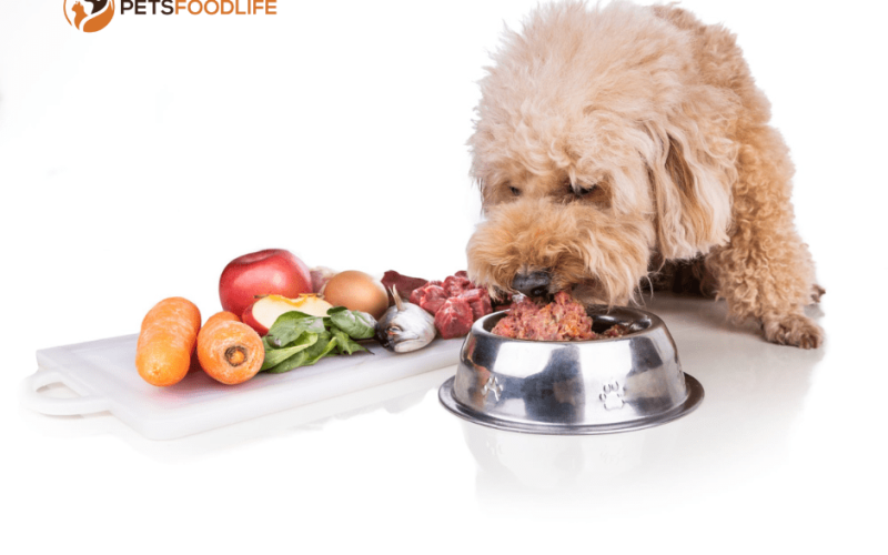 Best Dog Food for Gassy Dogs: A Complete Guide to Keep Your Pup Comfortable 