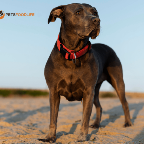 Dog Food for Great Dane: The Complete Overview of Their Nutrition 