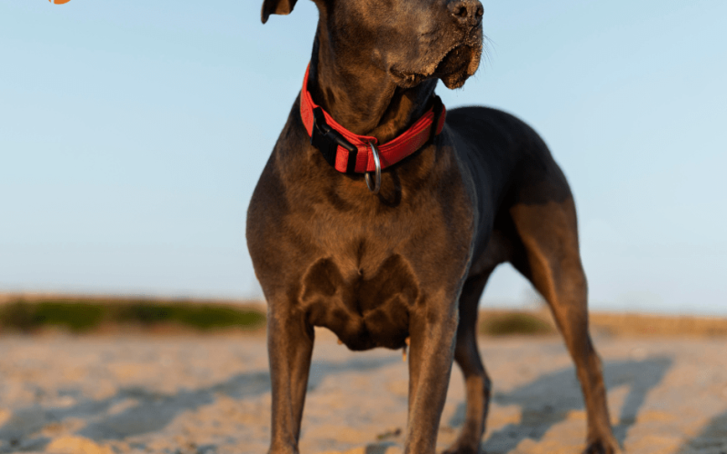 Dog Food for Great Dane: The Complete Overview of Their Nutrition 