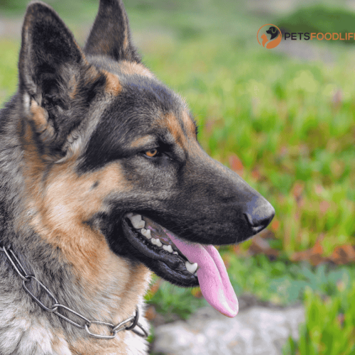 Best Dog Food for GSD: Optimum Choices for Heightened Nutrition