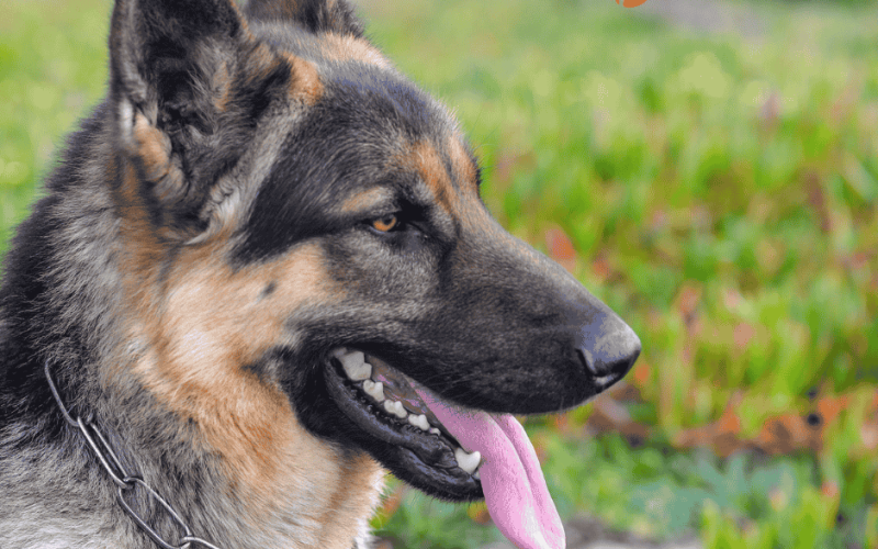 Best Dog Food for GSD: Optimum Choices for Heightened Nutrition