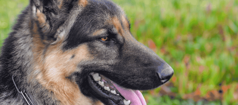 Best Dog Food for GSD: Optimum Choices for Heightened Nutrition