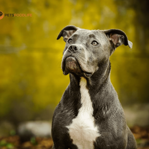 Best Dog Food for Pitbull Puppies: A Complete Guide