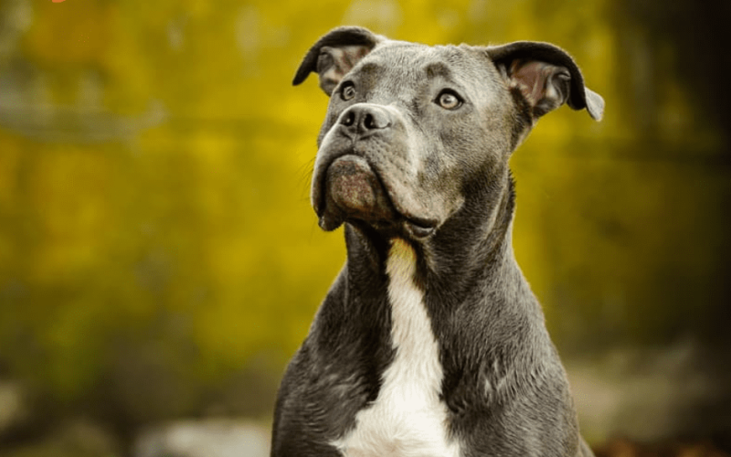 Best Dog Food for Pitbull Puppies: A Complete Guide