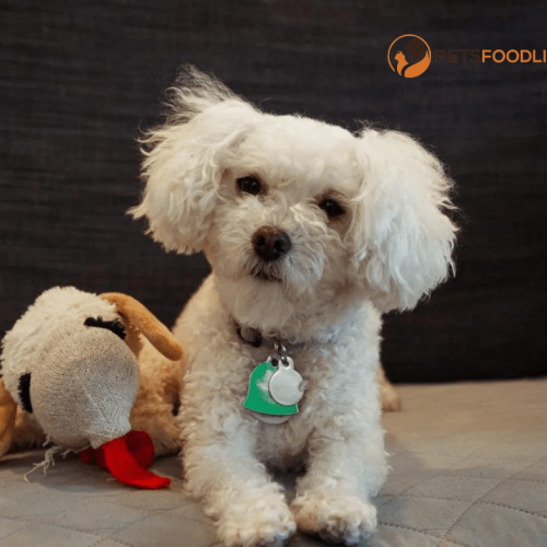 Best Dog Food for Poodles: This Guide is For Pet Owners