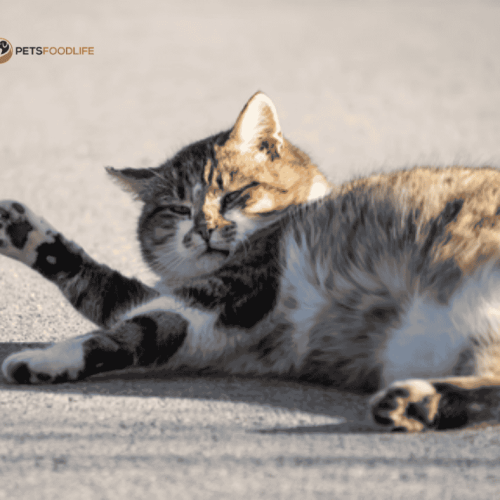 Best Grain Free Cat Food: Top Picks for Healthy Felines