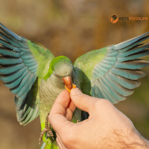 Best Parrot Food: Enhance Your Bird’s Well-Being