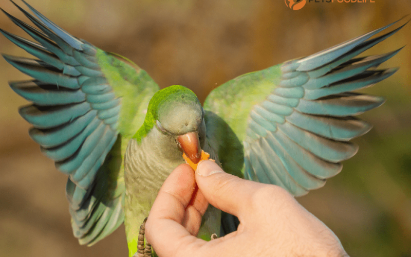 Best Parrot Food: Enhance Your Bird’s Well-Being