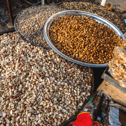 Bird Canary Food: Well Balanced Meal for your Canary Bird