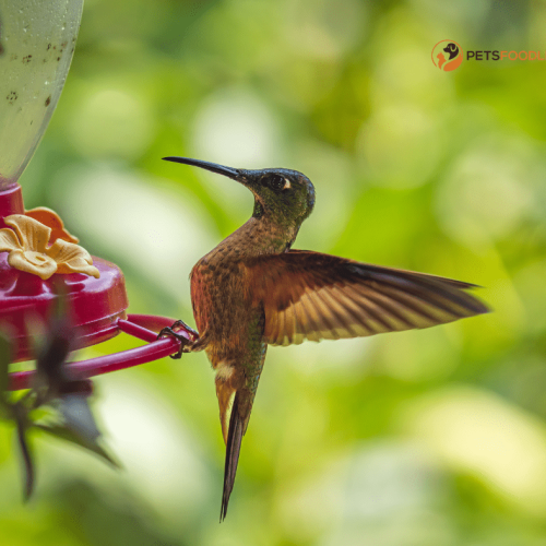 Bird Food Cakes: The Perfect Gift for Bird Lovers