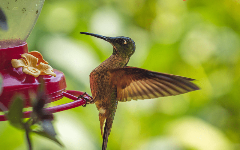 Bird Food Cakes: The Perfect Gift for Bird Lovers