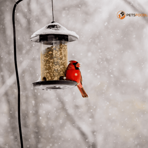 Bird Food for Cardinals: What Do You Have to know