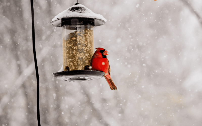 Bird Food for Cardinals: What Do You Have to know