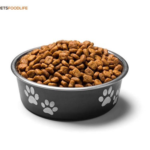 Best Dog Food Bowls: A Comprehensive Guide