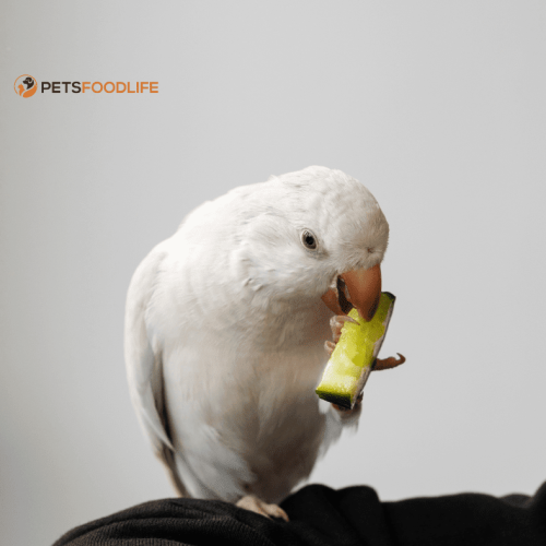 Bulk Parrot Food: A Smart Choice for Parrot Owners