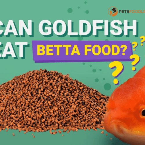 Can Goldfish Eat Betta Food? Essential Guide for Fish Owners