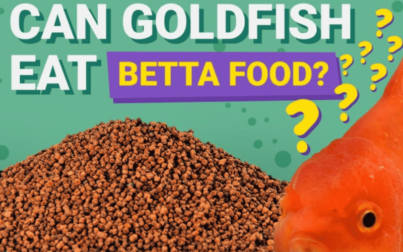 Can Goldfish Eat Betta Food? Essential Guide for Fish Owners