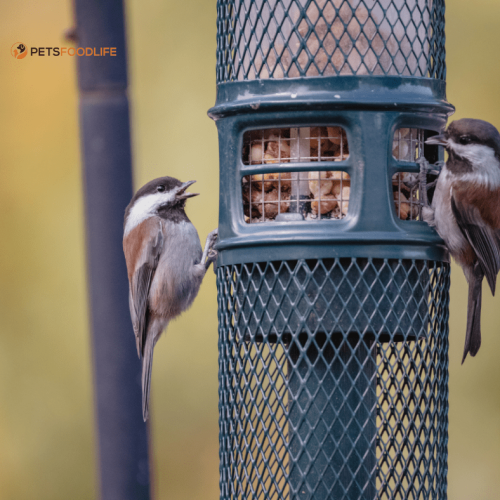 Can Pet Birds Eat Wild Bird Food?