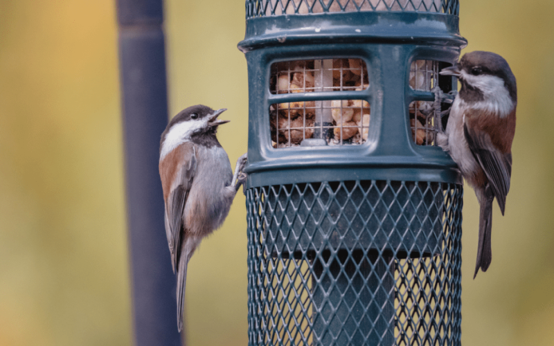 Can Pet Birds Eat Wild Bird Food?